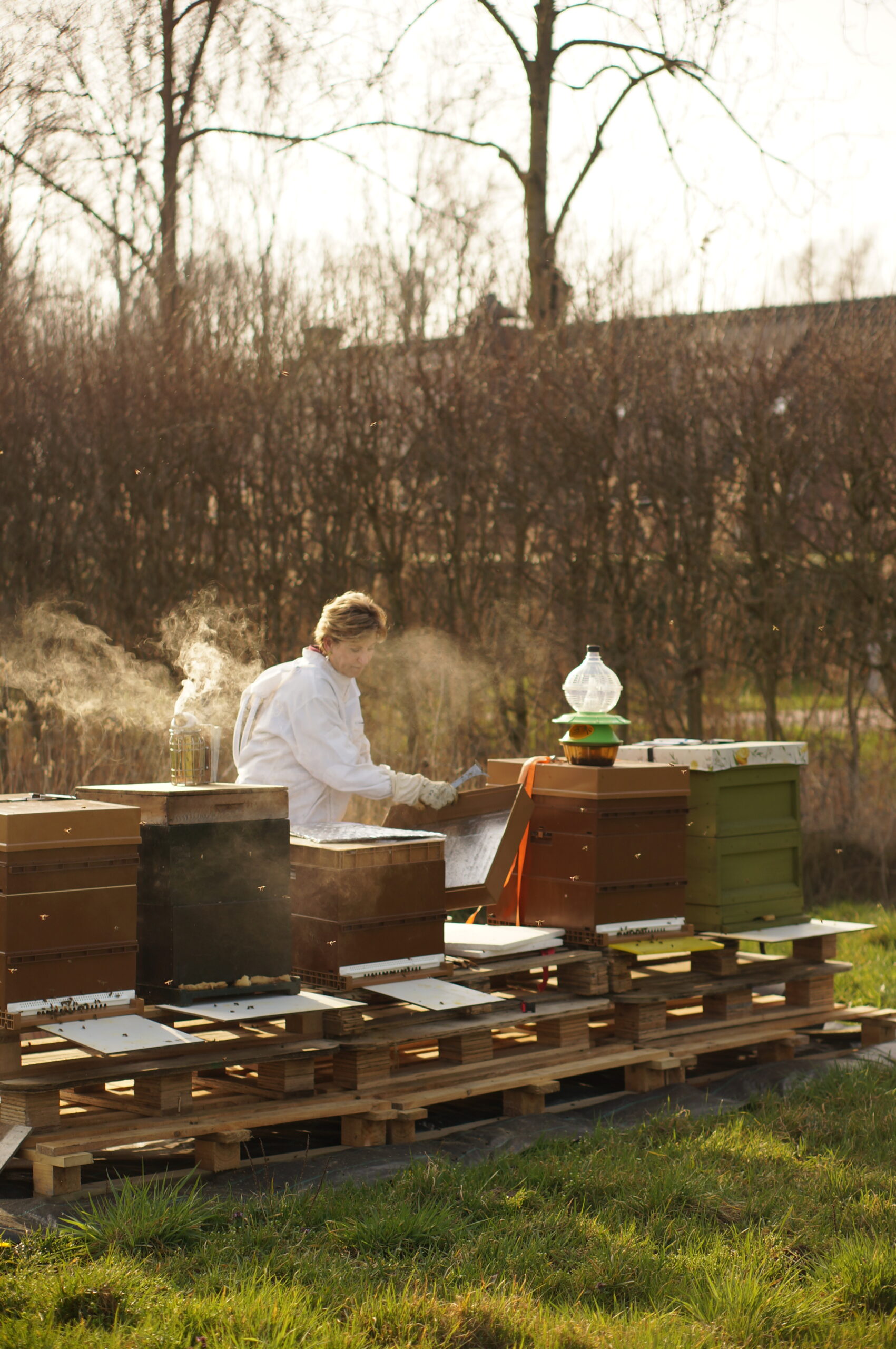 Francis: ‘De hornaar is een gevaar’